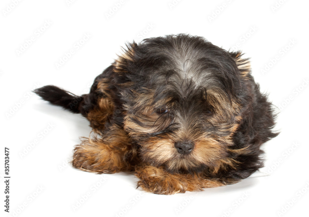 Yorkshire Terrier puppy (3 months) in front of a white backgroun Yorkshire Terrier puppy (3 months) in front of a white backgroun