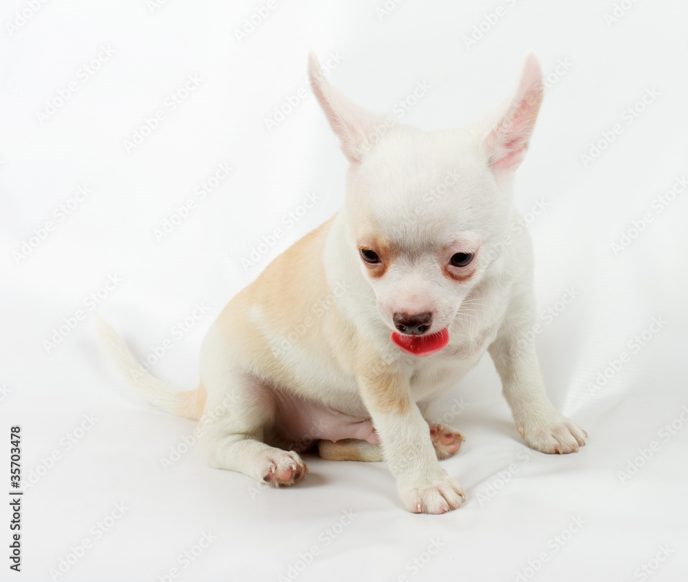 cute small chihuahua puppy sitting on white looking at camera is cute small chihuahua puppy sitting on white looking at camera is