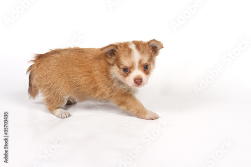 portrait of a cute purebred puppy chihuahua in front of white ba © Andrei Starostin