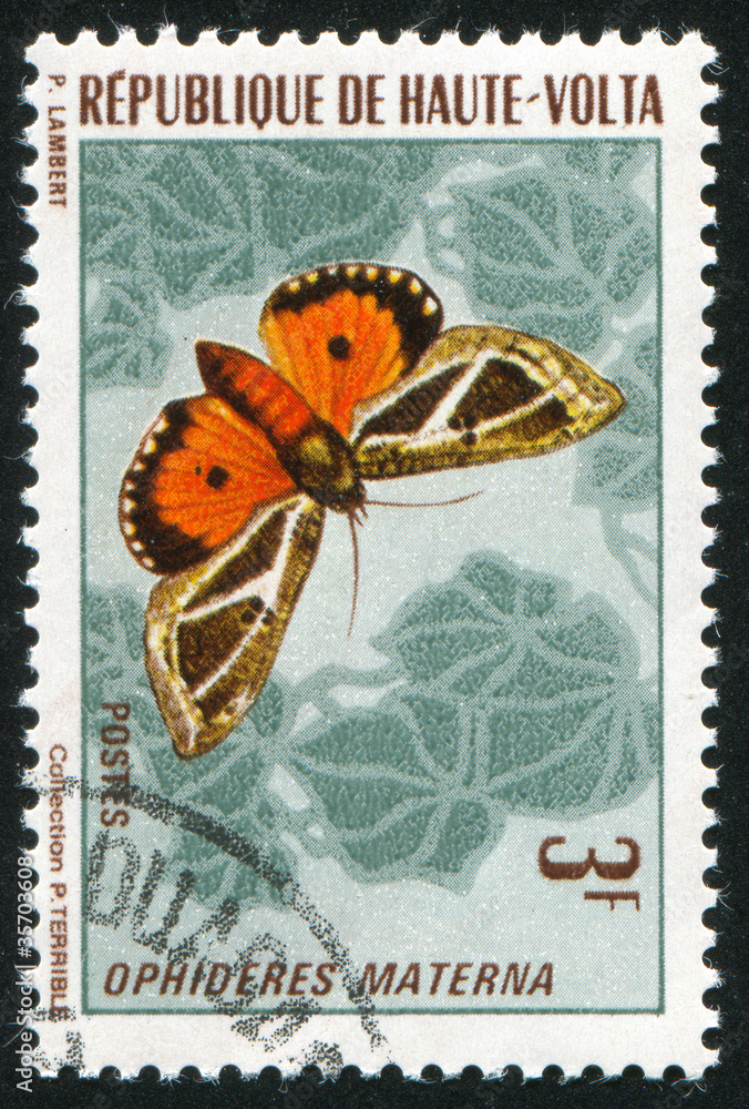 Fototapeta premium butterfly