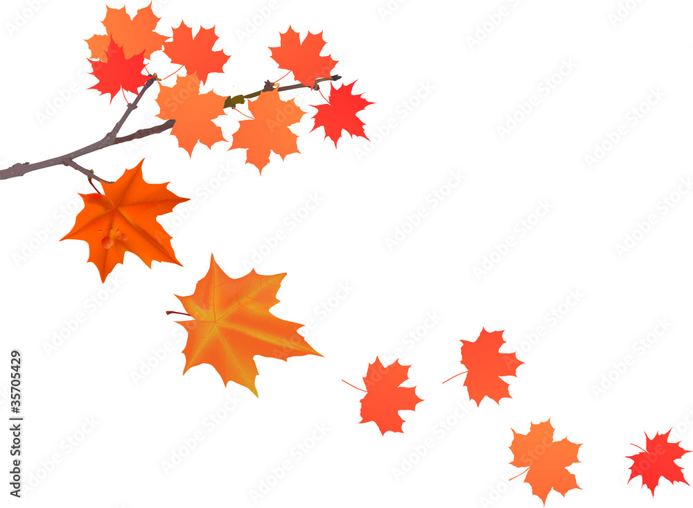 maple branch and falling leaves illustration maple branch and falling leaves illustration