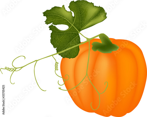 single pumpkin isolated on white
