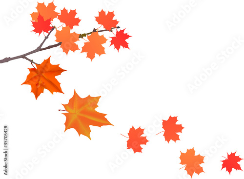 maple branch and falling leaves illustration