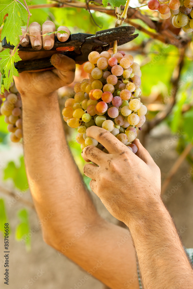 Farmer Cutting a Yellow Bunch of Grapes with Shears Farmer Cutting a Yellow Bunch of Grapes with Shears