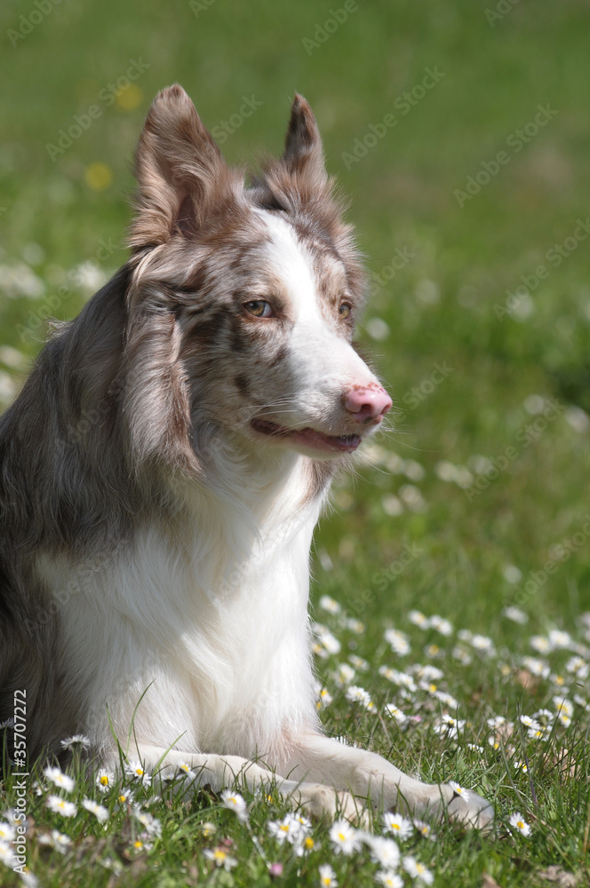 Fototapeta premium BORDER COLLIE.