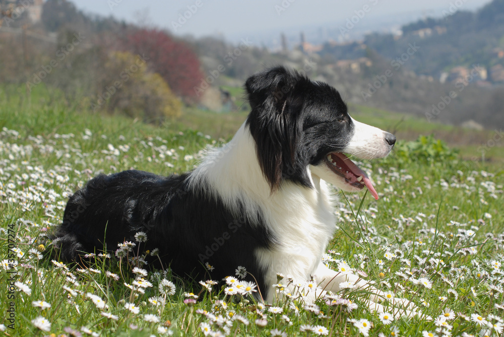 BORDER COLLIE. BORDER COLLIE.