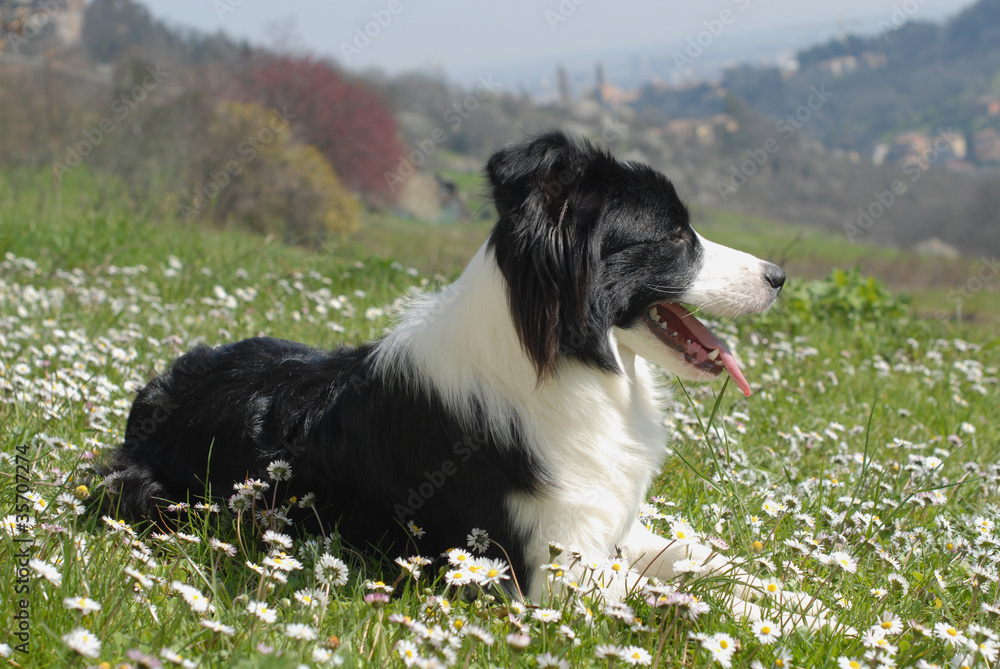 BORDER COLLIE.