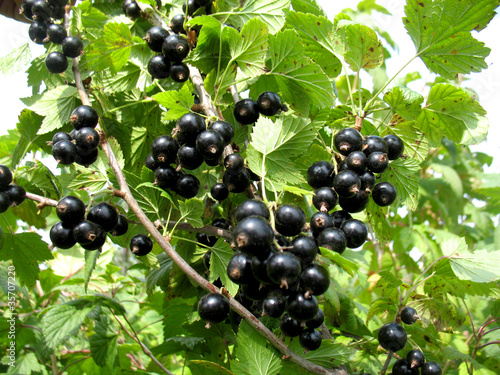 currant
