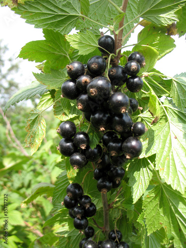 currant
