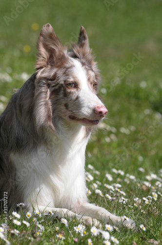 BORDER COLLIE.