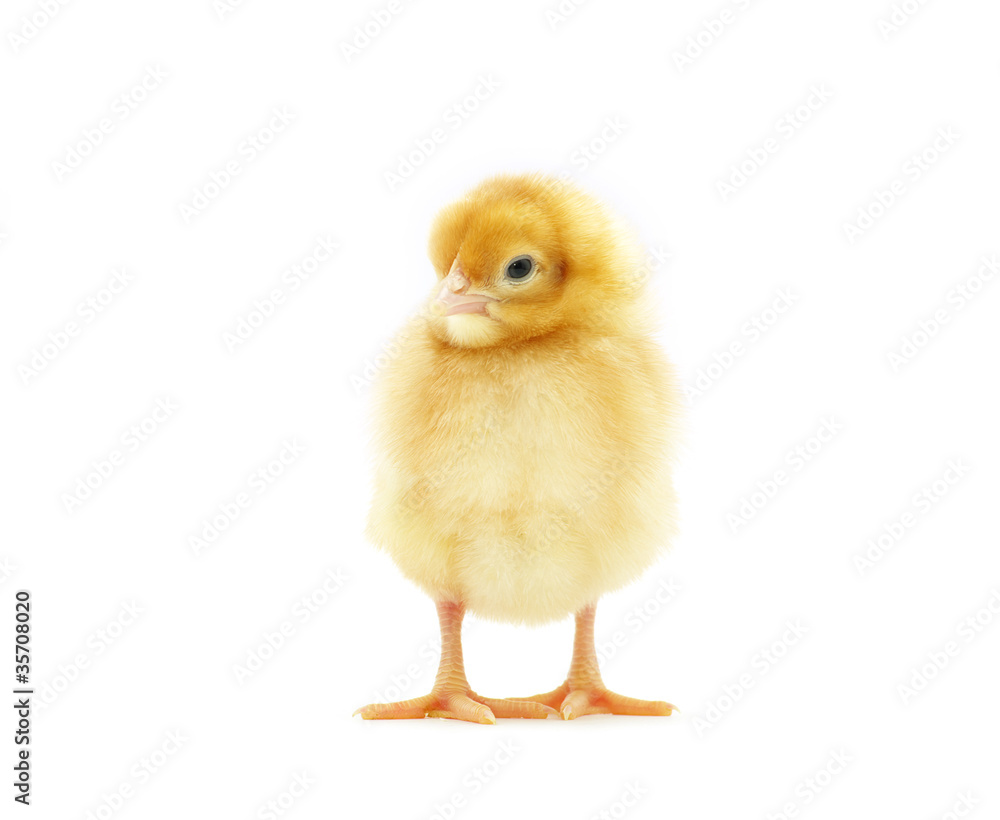 Obraz premium kurczaczek