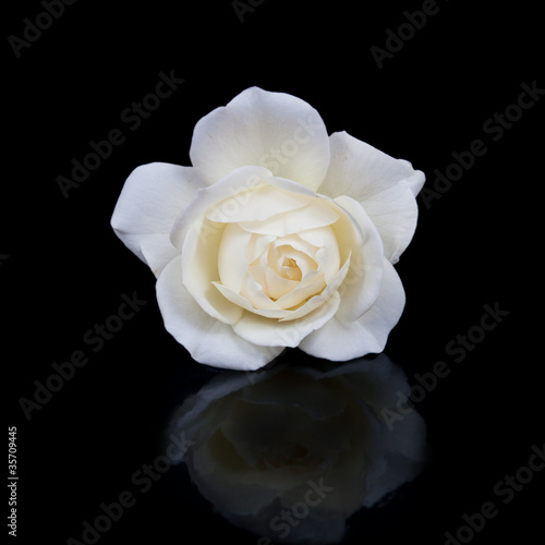 open white rose button with reflection