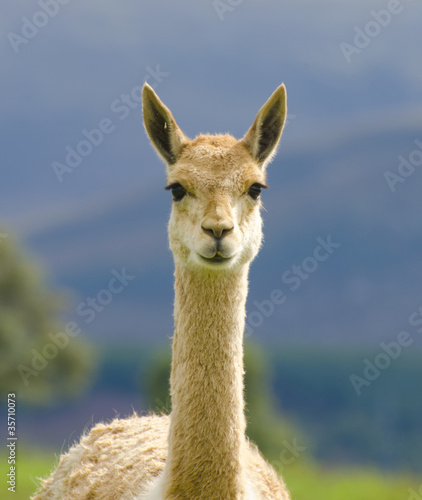 llama standing in field looking forward