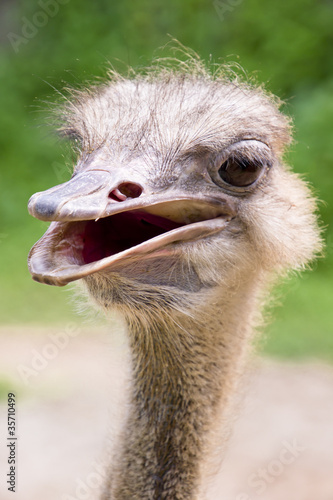 ostrich © Andrew Blue