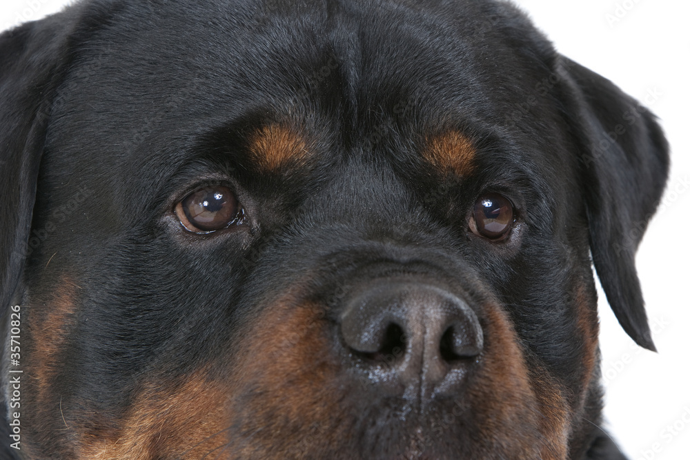 Fototapeta premium gros plan sur les yeux et la truffe du rottweiler
