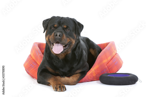 Fototapeta Naklejka Na Ścianę i Meble -  rottweiler dans son panier trop petit