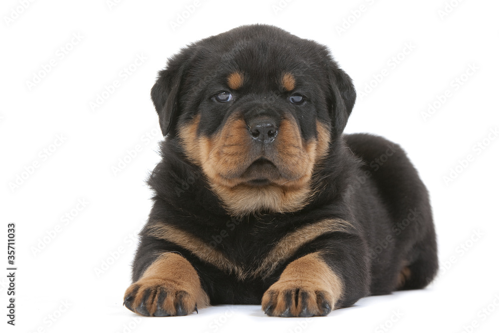 chiot rottweiler, véritable peluche vivante foto de Stock | Adobe Stock