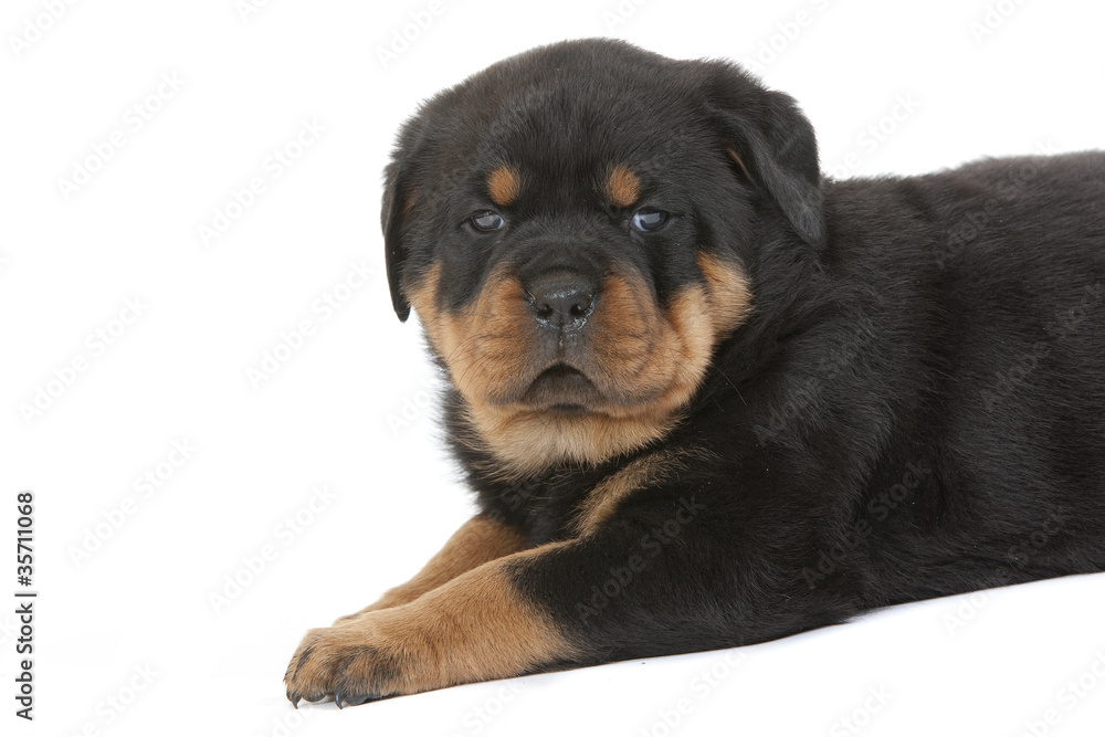 portrait de chiot rottweiler de profil