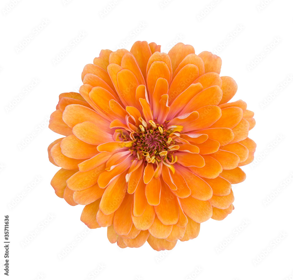 Orange zinnia flower Orange zinnia flower