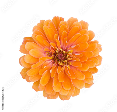 Fotografi Orange zinnia flower
