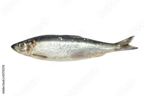 salted herring on white background