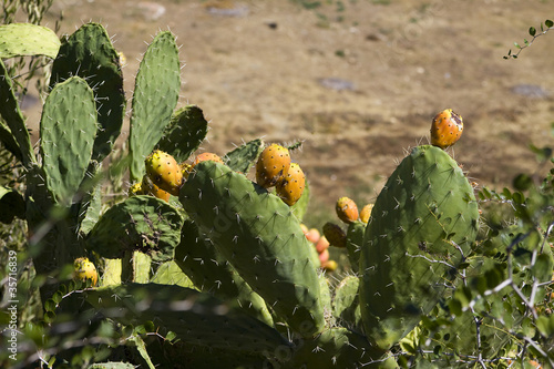 prickly pear.