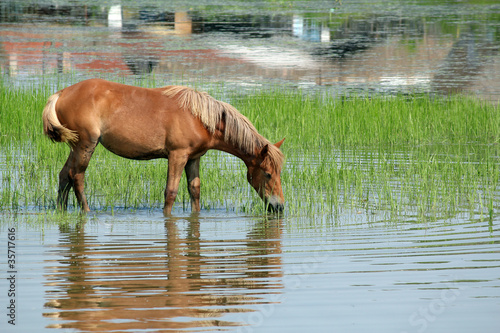 brown horse standing in the water and grazing