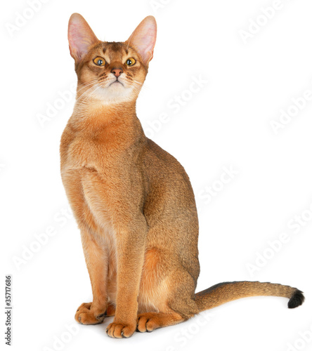 Abyssinian cat on a white background photo
