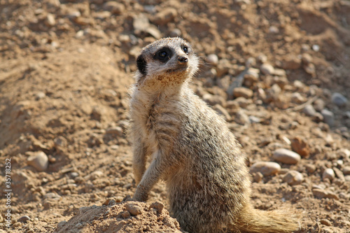 stunning meerkat © lizascotty