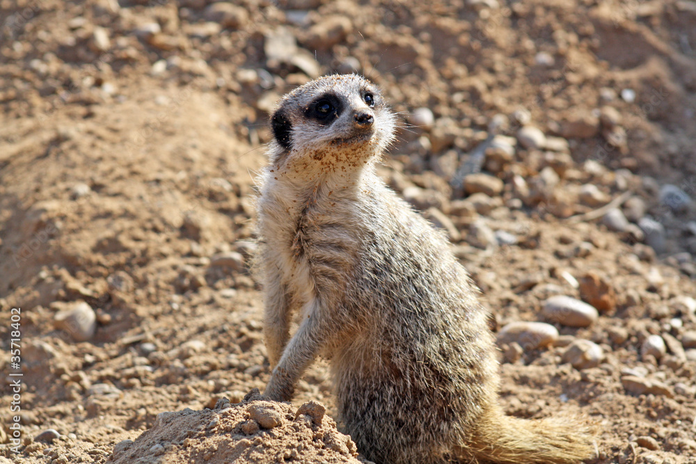 Fototapeta premium beautiful meerkat