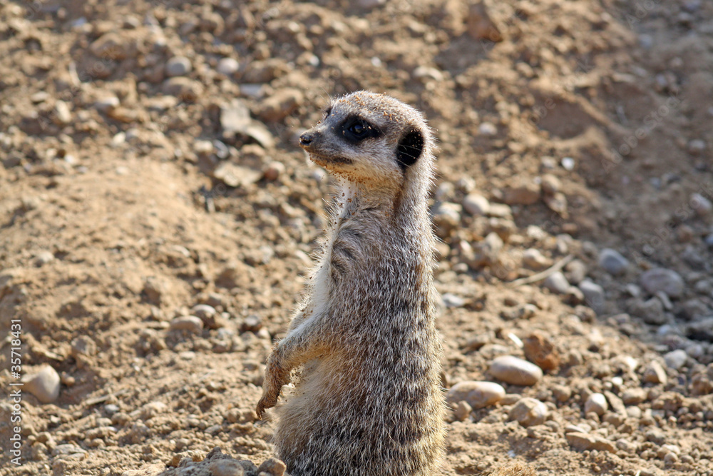 Fototapeta premium stunning meerkat