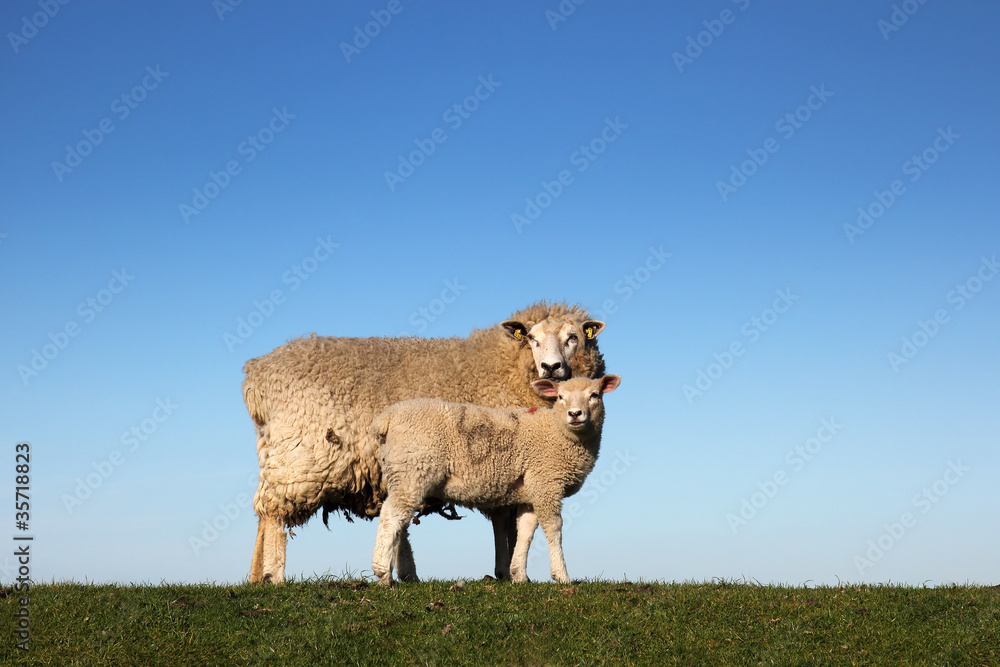 Schafe auf dem Deich in Norddeutschland Schafe auf dem Deich in Norddeutschland