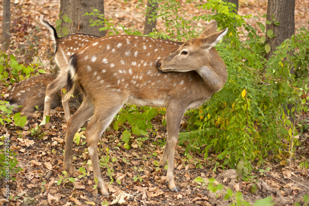 child of the red deer in wood . Bandhavgarh. India. child of the red deer in wood . Bandhavgarh. India.