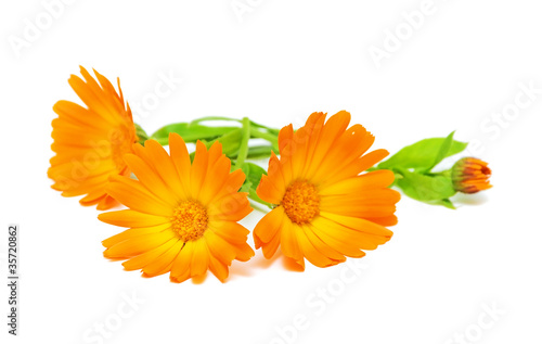 marigold flowers close up