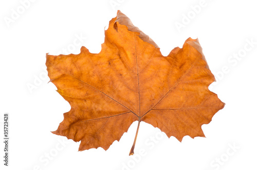 Maple-leaf