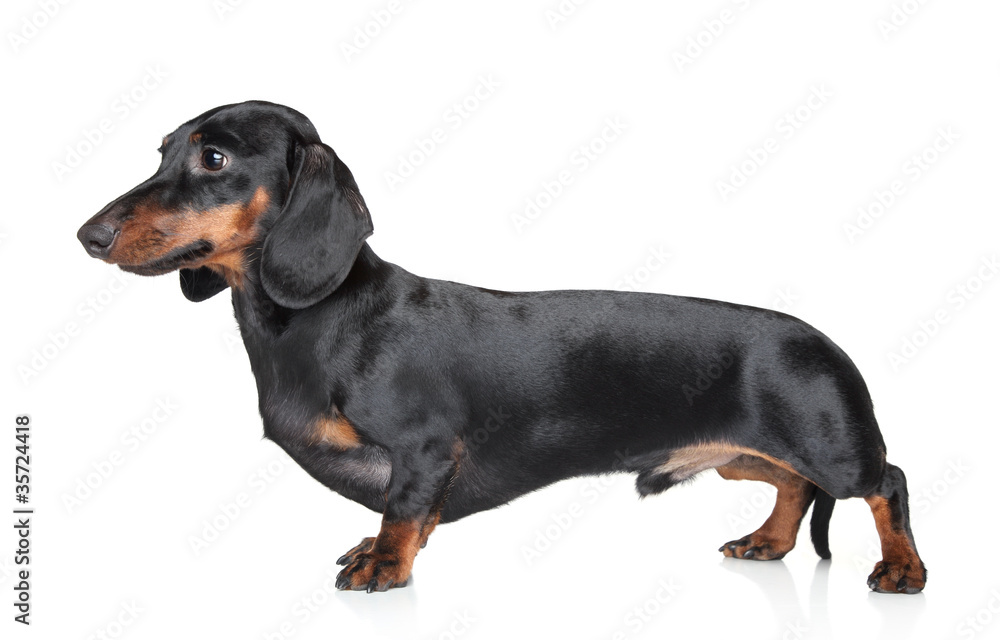 Dachshund on white background Dachshund on white background