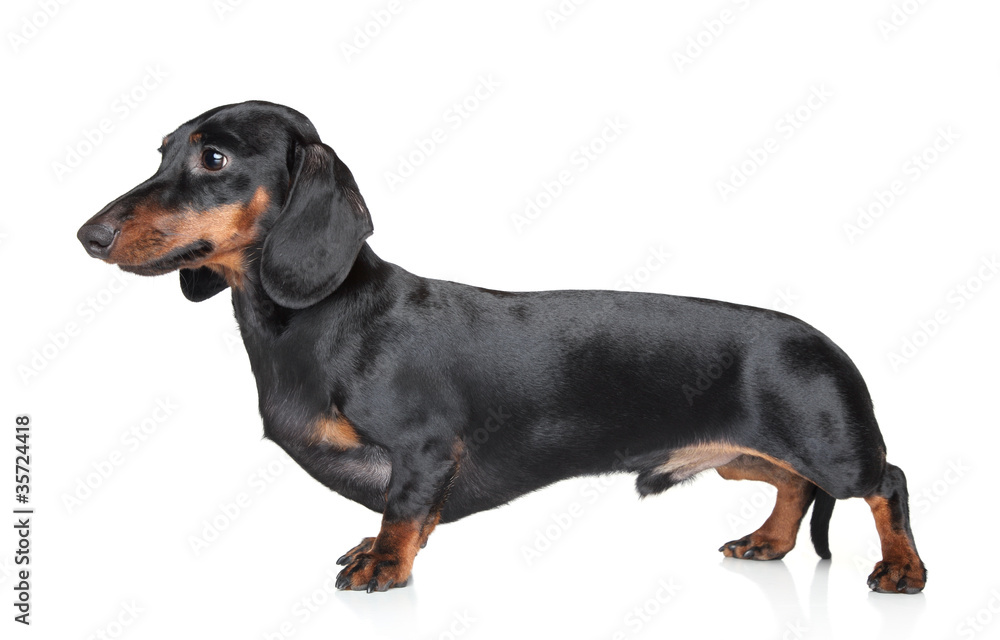 Dachshund on white background