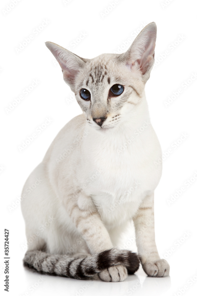 Siamese Blue Point cat