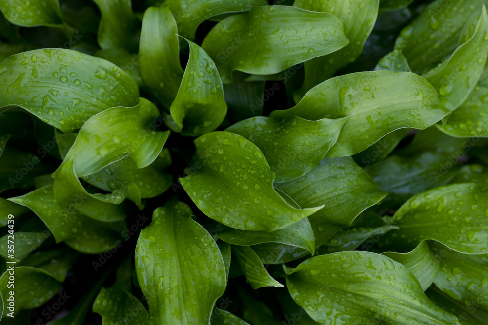 Droplets of water onto the green leaf Droplets of water onto the green leaf