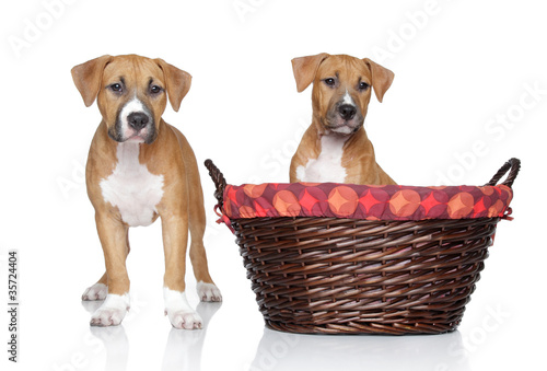 Staffordshire Terrier puppies on white background