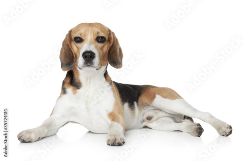 Fototapeta Naklejka Na Ścianę i Meble -  Beagle lying on white background