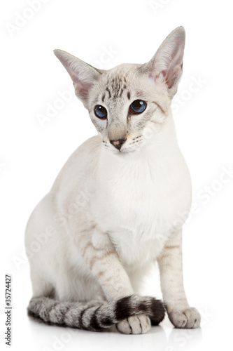 Fototapeta Naklejka Na Ścianę i Meble -  Siamese Blue Point cat
