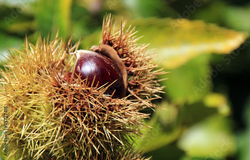 Wallpaper Mural Châtaigne Torontodigital.ca