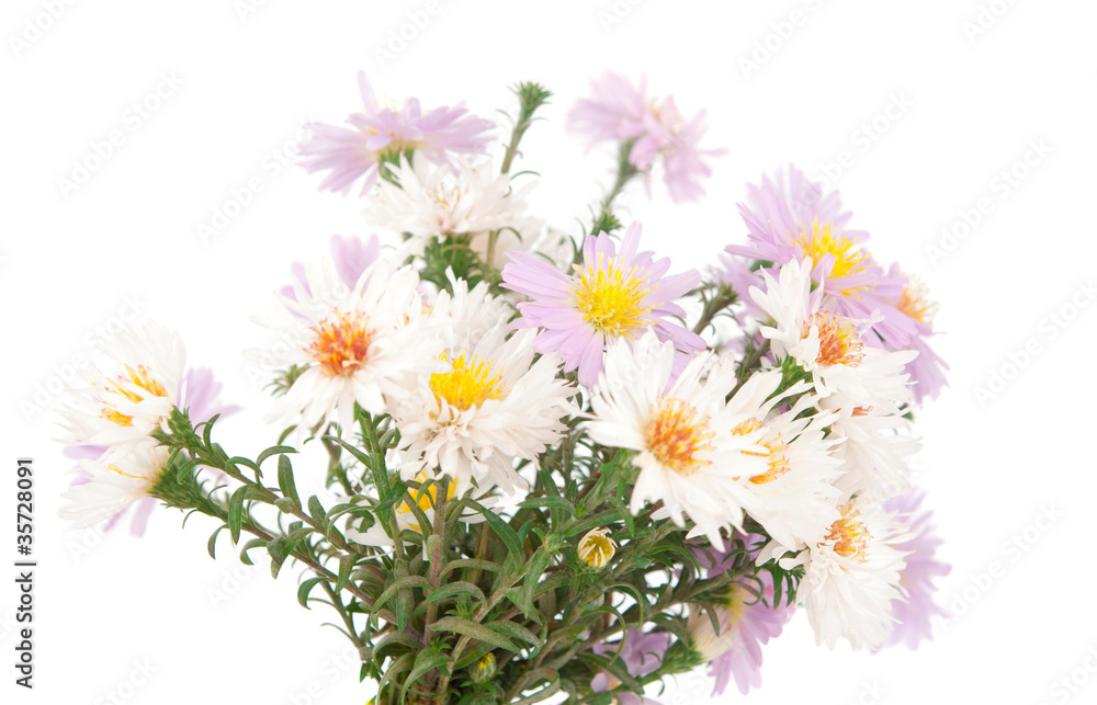 Fototapeta premium small chrysanthemum flowers