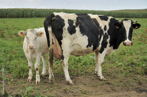 calf and cow on grass, ardennes