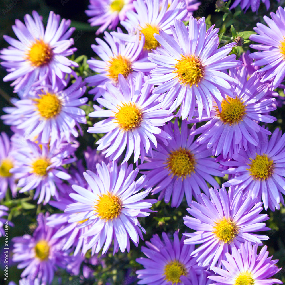 autumn flowers autumn flowers