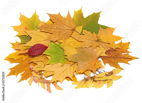 Autumn still life with leaves