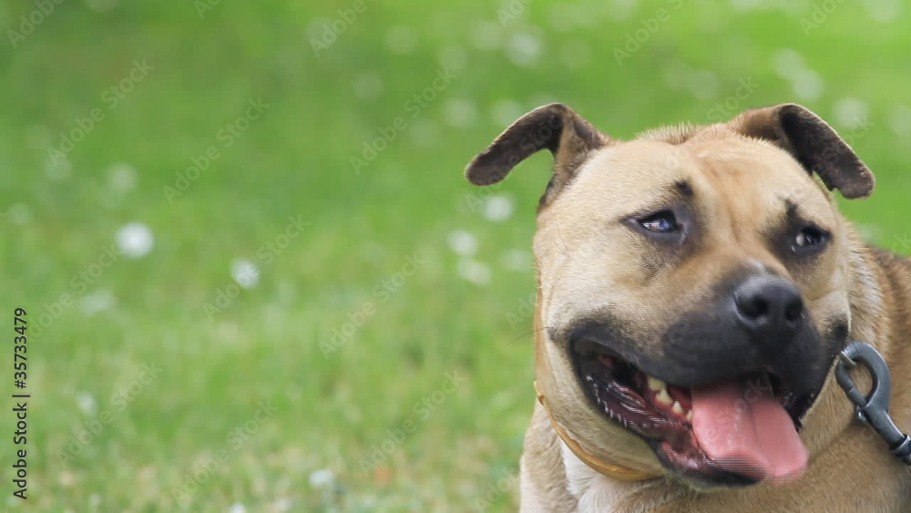 A cute dog stand and look around