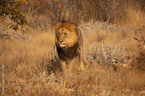 Fototapeta Naklejka Na Ścianę i Meble -  Leone africano nella savana