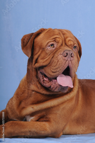 Portrait of bordoss dog